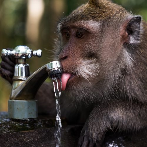 Clever monkey is drinking water in the pond, Ubud, Indonesia