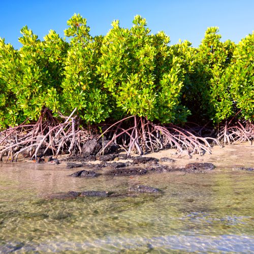 Mangrove plants